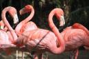 Розовый фламинго