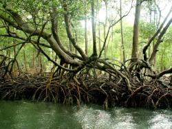 Экзотика доминиканской природы - мангровые заросли