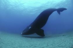 Экскурсия "Поплавать с детёнышами китов" 