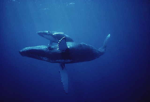 Экскурсия "Поплавать с детёнышами китов" 