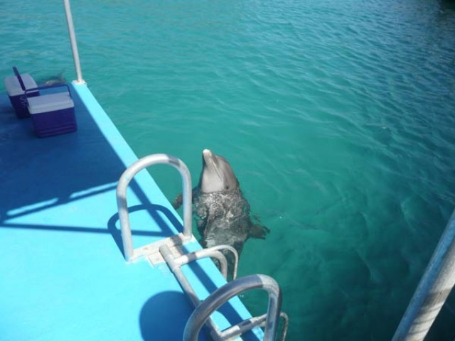 Экскурсия на "Остров дельфинов"