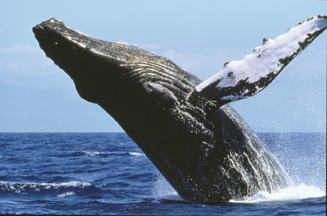 Экскурсия к горбатым китам 