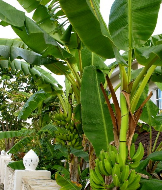 Бананы на кухне Доминиканы