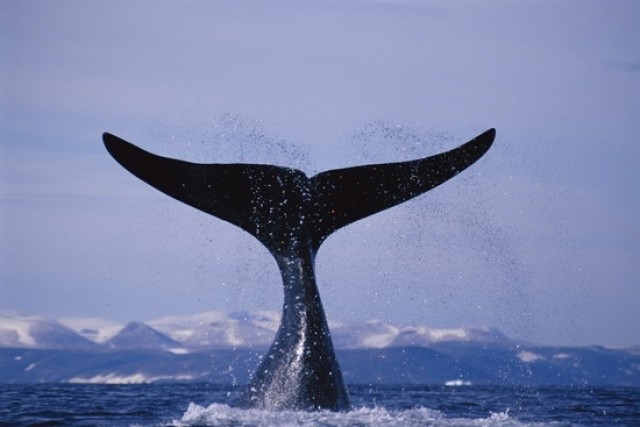 Экскурсия к горбатым китам 