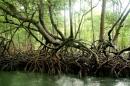 Экзотика доминиканской природы - мангровые заросли