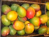 Новый туристический маршрут "Маршрут манго"