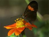 Парк бабочек "Papillon Garden"