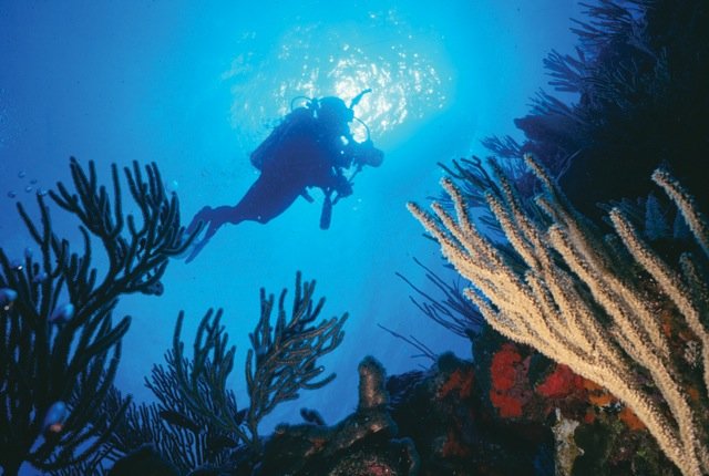 Уникальные дайв-сайты "Aquarium" и "La Parguera"