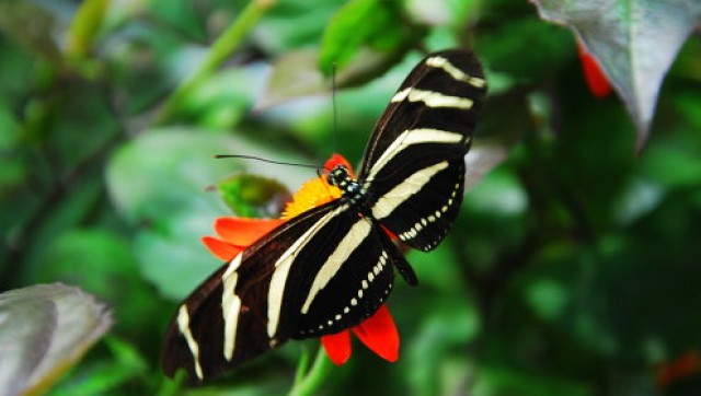 Парк бабочек "Papillon Garden"