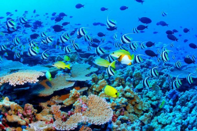 Коралловый риф Пунта Каны 