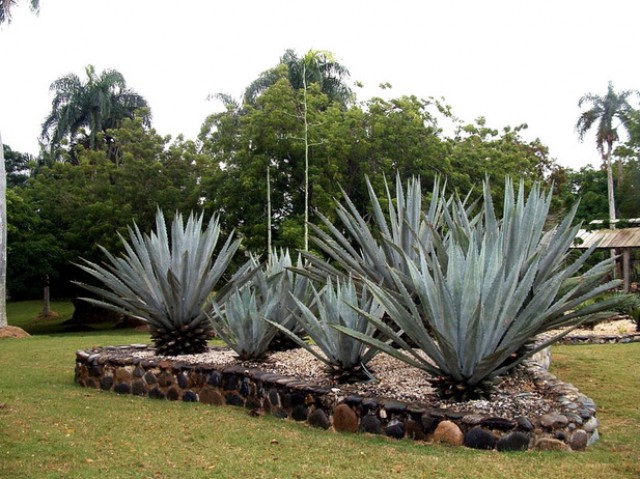Национальный Ботанический сад в Санто Доминго