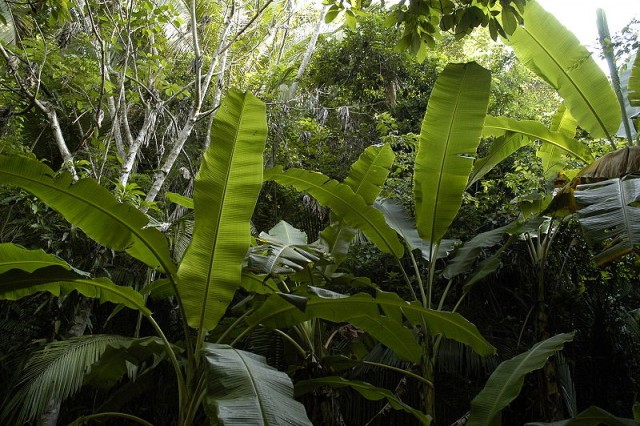Экскурсия в джунгли Доминиканы