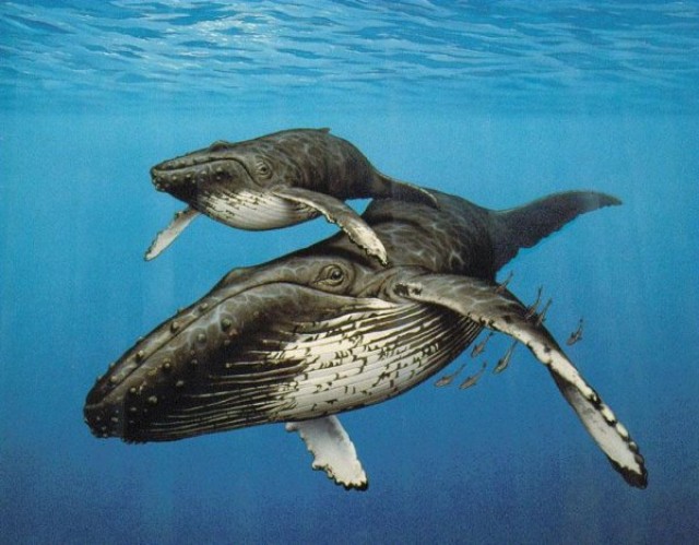 Открытие сезона наблюдения за горбатыми китами