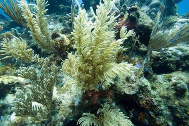 Коралловый риф Пунта Каны 