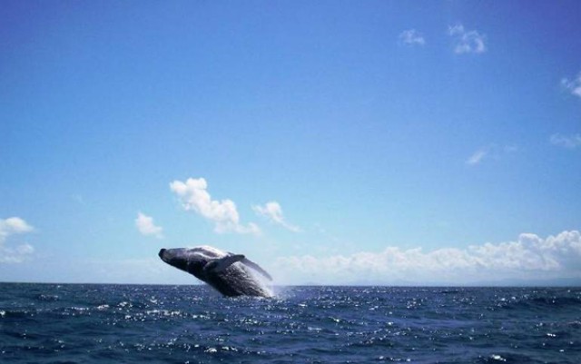 Сезон наблюдения за горбатыми китами 