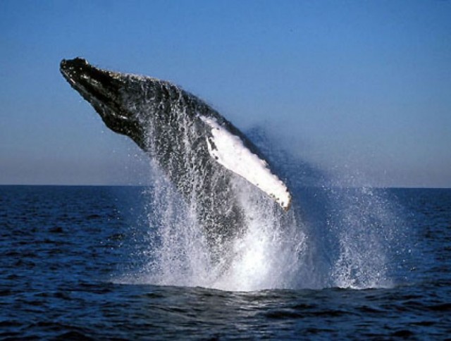 Открытие сезона наблюдения за горбатыми китами