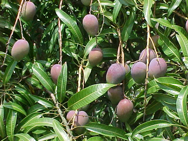 Новый туристический маршрут "Маршрут манго"