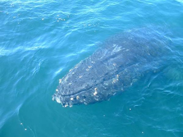 Экскурсия "Горбатые киты" 